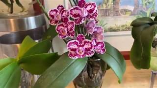 Growing Phalaenopsis in water [upl. by Euqimod]