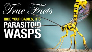 True Facts Parasitoid Wasps [upl. by Hilda]