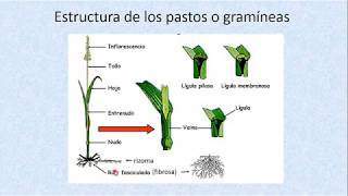 Unidad 21 del Curso Producción y Manejo de Forrajes La Planta Forrajera parte 1 [upl. by Shargel]