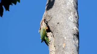 Bluenaped Parrot Philippine endemic Bird [upl. by Rialc]