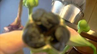 Amaryllis Hippeastrum Seed pod Development and Harvesting [upl. by Rocker598]