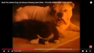 Real Fire Advert Dog Cat Mouse Kissing Each Other Commercial  PLEASE SUBSCRIBE  Paris Ascot [upl. by Llerahs1]