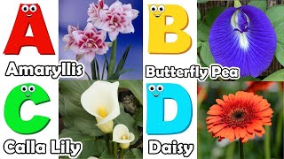 Flowers ABC Song for Kids  Phonics for Kids  Alphabet Letters  Nursery Rhymes [upl. by Namsaj]