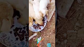 Street Puppies Food 😁😁😁 shortsfeed doglover animals puppies viralshorts youtubeshorts dog yt [upl. by Essinger78]