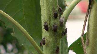 Brown marmorated stink bugs on sunflower [upl. by Bern390]