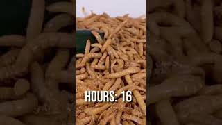 Mealworms vs Huachinango Pepper shortsvideo [upl. by Neruat8]