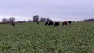 Cattle Grazing Cover Crops  Oats Cereal Rye and Turnips [upl. by Amlet164]