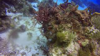 Brain Coral  09302024 [upl. by Ajoop]