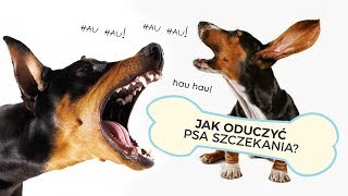 JAK ODUCZYĆ PSA UCIĄŻLIWEGO SZCZEKANIA [upl. by Stilu]