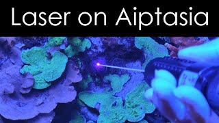 Using a laser to kill aiptasia [upl. by Keyte358]