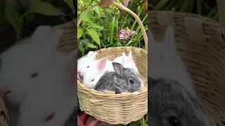 Adorable Rabbit Babies Exploring the Garden A Basket Adventure🐇🐇 [upl. by Wilie]