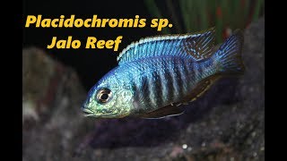 Placidochromis sp Jalo Reef [upl. by Afirahs]