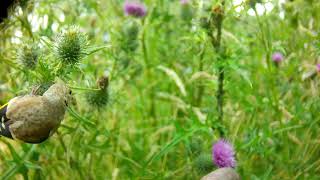 Goldfinches on thistles [upl. by Dlanigger]