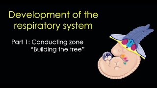 Respiratory Development Part 1 The Conducting Zone [upl. by Airehtfele]