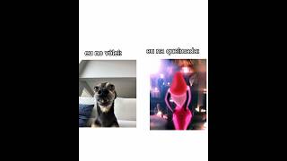 Nada a dizer jessicarabbi editing trending dogedit cachorro fyp [upl. by Elakram418]