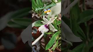 Miltonia spectabilis 😱 reikiamorbusinessplantsorchideeorchiorquideasshogardensuenodormir [upl. by Alejna248]