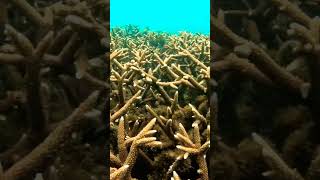 Branching Corals Acropora branching coral acropora fishschool reef reeffish underwatervideo [upl. by Eibrab]