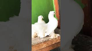 Fantail breeding pair youtubeshorts fancypigeon fantailpigeon [upl. by Terrena]