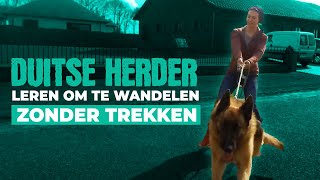 Duitse Herder leren om te wandelen zonder trekken [upl. by Aerb]