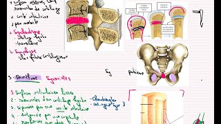 Généralité sur le système articulaire anatomie 1ère année médecine cours 8 partie 1 سنة اولى طب [upl. by Ettecul726]