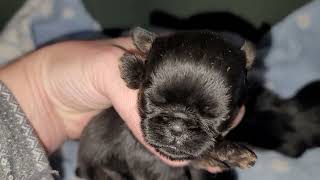 New litter Brussels Griffon puppies 3 weeks old [upl. by Melia]