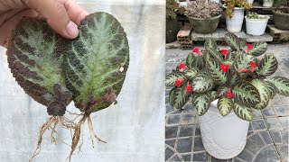 How to propagate Episcia cupreata Hanst plant by leaves [upl. by Nicole]