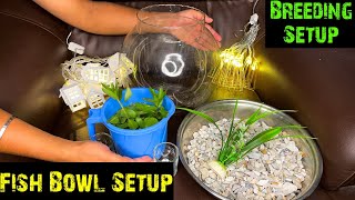 Fish Bowl 9th Setup  Neon Guppy Setup  Breeding Fish Bowl  How to setup a breeding tank for fish [upl. by Sordnaxela576]