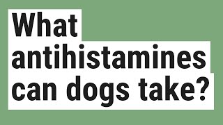 What antihistamines can dogs take [upl. by Grosberg]