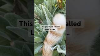 Lamb’s Ear The Ultimate Survival Plant garden survival apoyoplissssssssssssss [upl. by Blus]