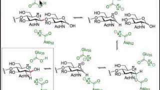 Glycoside Hydrolysis with Glycosidases [upl. by Tiossem]