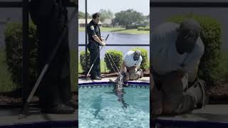 Alligator goes for a swim in Florida residents backyard swimming pool [upl. by Iror]