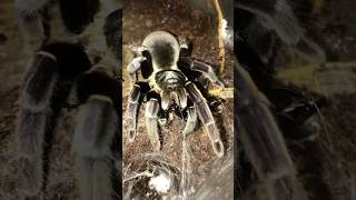 Dancing earth tiger tarantula Ornithoctonus sp Uthai thani feeding [upl. by Ycaj]