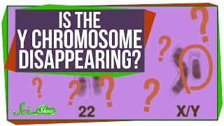 Is the Y Chromosome Disappearing [upl. by Korella]