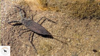 Water Scorpion The Aquatic Predator Unveiled [upl. by Naut996]