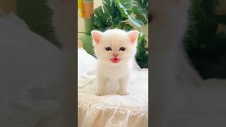 Cat 🐈 amp cute baby 🐥 laughing video funnyvideo cutebaby comedy laugh shorts [upl. by Himelman]