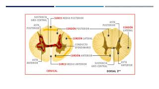 Médula espinal y nervios espinales [upl. by Survance]