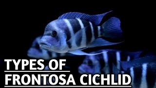 Types of Frontosa  Frontosa Cichlid types  Types of Frontosa Cichlid [upl. by Lusty]