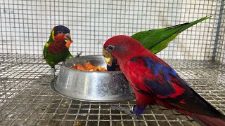 Baby Lories Weaning  Ornate amp Red Moluccan  Breeding Results  Gift Of Flight [upl. by Mccreery670]