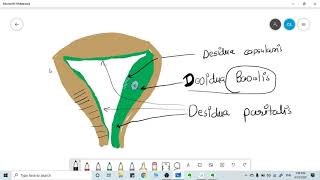 What is DECIDUA  simple explanation [upl. by Orlan]