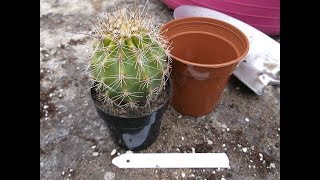 Re potting my Saguro Cactus Carnegiea gigantea [upl. by Laszlo]