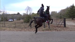 Singlefooting quotPlay Dayquot for Tennessee Walking Horses at Big Money Stables [upl. by Nilyam]