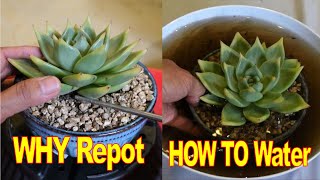 How to Repot amp Water Echeveria AGAVOIDES Sirius  Growing Succulents with LizK [upl. by Ariaj]