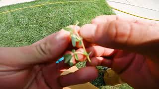 Identify Summer Lawn Weeds In Cool Season Grasses [upl. by Adlemi]