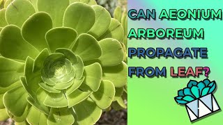 Can Aeonium Arboreum Propagate From Leaf amp How To Best Grow It [upl. by Ennylhsa]