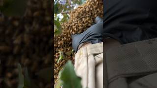 Capturing my first swarm of honey bees in 2024 HandsomeOrHandy SaveTheBees Beekeeping [upl. by Willner]