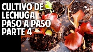 Cultivo de Lechuga Paso a Paso  Parte 4 Cuando transplantar lechuga cosasdeljardin [upl. by Mihcaoj]