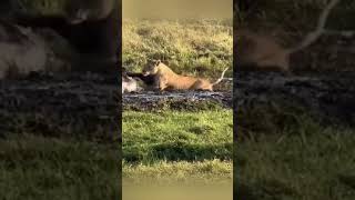 Lioness Outsmarts Trapped Wildebeest in Shocking Hunt [upl. by Anastassia]