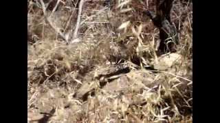 King snake VS Gopher snake [upl. by Serafina]