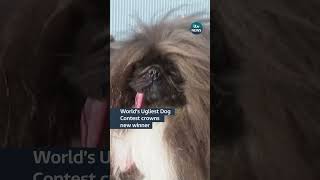 World’s Ugliest Dog Contest crowns new winner itvnews [upl. by Faludi]