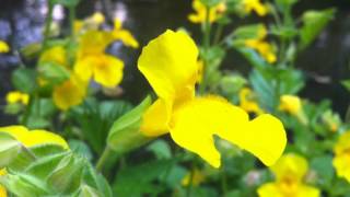 Common MonkeyFlower Mimulus Guttatus  20120702 [upl. by Randell]